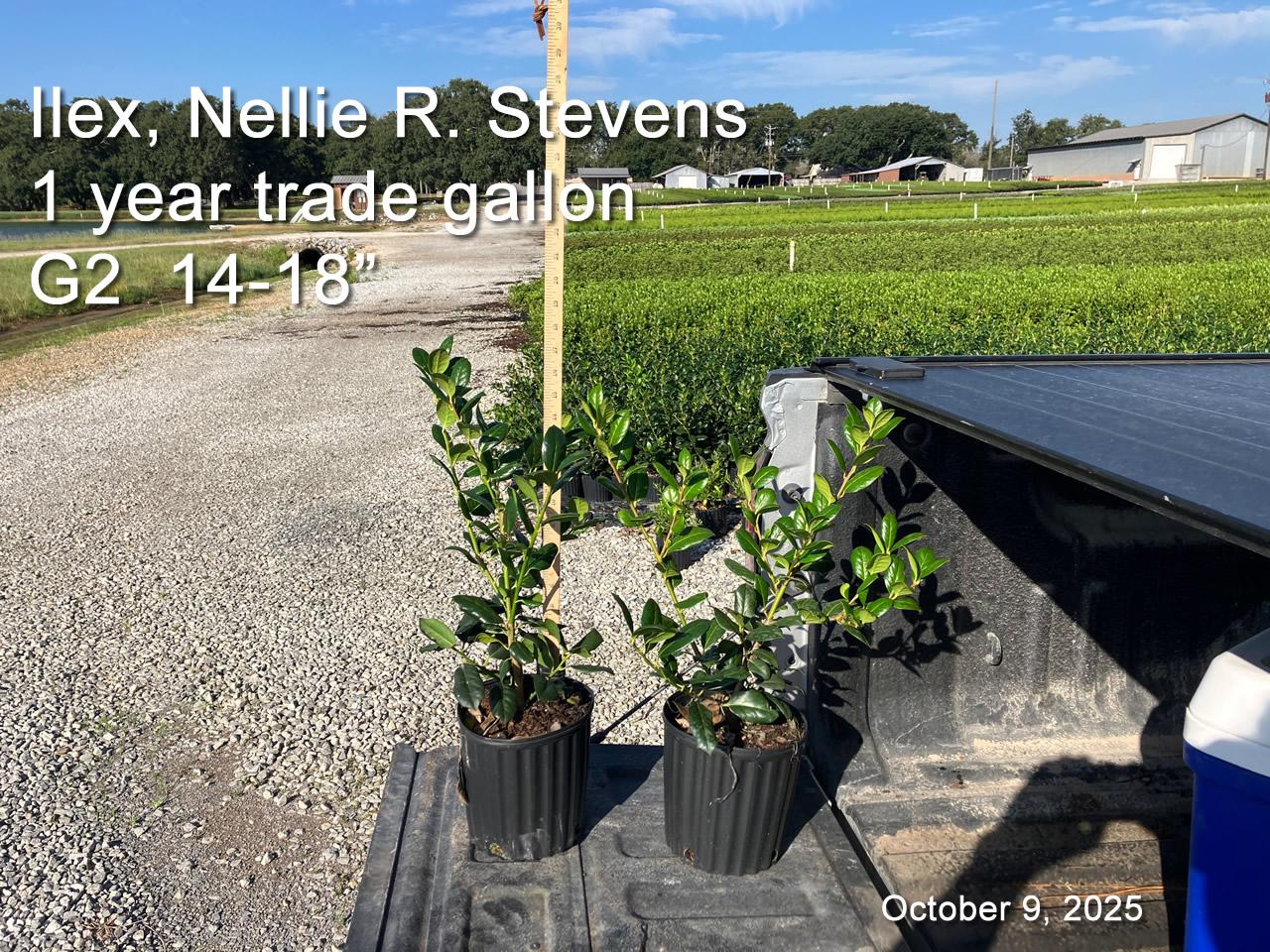 gallery/nrs1yt g2 oct9.jpg